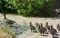 ducklings-in-a-row