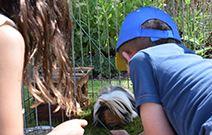 Guinea pigs 3