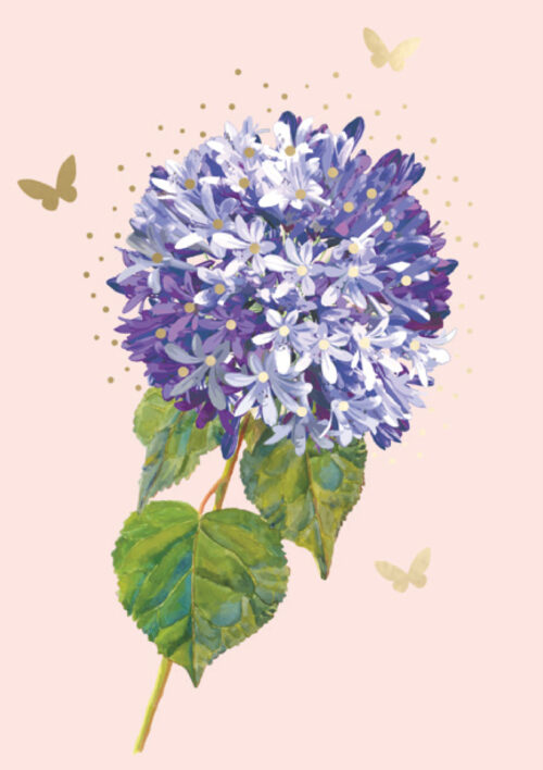 Allium