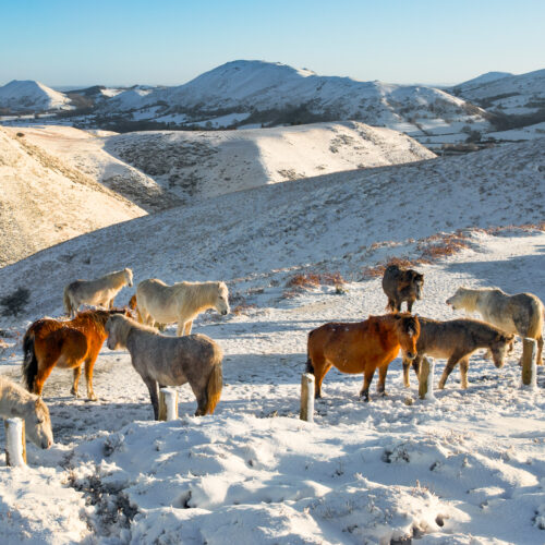 Long Mynd Ponies 17114